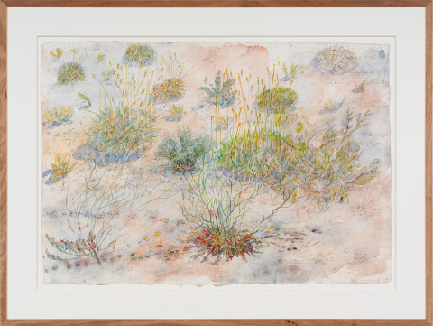 John Wolseley Tracks at Watikinpirri - mulgaras and honeyeaters pollinate the upside-down plants, 2025; watercolour and graphite on paper; 64 x 101 cm; 94 x 125 cm (framed); enquire