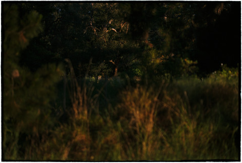 Bill Henson Untitled, 2018-19; CL GW SH1 N17; archival inkjet pigment print; 127 x 180 cm; edition of 5 + 2 AP; Enquire