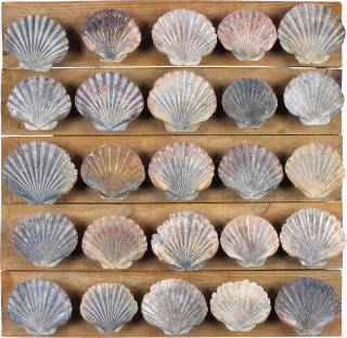 Rosalie Gascoigne Untitled (25 scallop shells), 1984; 55 x 56.5 x 7 cm; enquire