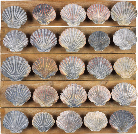 Rosalie Gascoigne Untitled (25 scallop shells), 1984; 55 x 56.5 x 7 cm; enquire