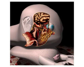 Patricia Piccinini I Love You Baby, 1995; from the series Love Me Love My Lump; Type C colour photograph; 130 x 130 cm; Edition of 6; enquire