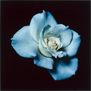 Anne MacDonald 8, 1993; from the series Ophelia; colour photograph; 35.5 x 35.5 cm; enquire