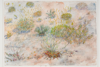 John Wolseley Tracks at Watikinpirri - mulgaras and honeyeaters pollinate the upside-down plants, 2025; watercolour and graphite on paper; 64 x 101 cm; 94 x 125 cm (framed); enquire