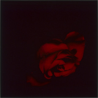 Anne MacDonald 24, 1993; from the series Ophelia; colour photograph; 35.5 x 35.5 cm; enquire