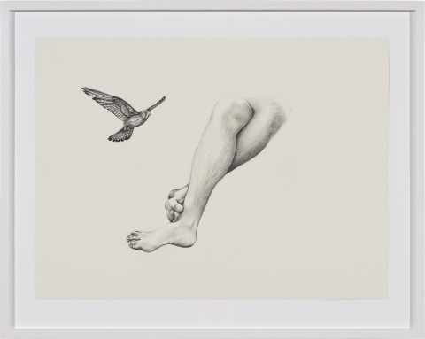 Patricia Piccinini Inseparable (Nankeen Kestrel), 2020; graphite on paper; 57 x 76 cm; 72.5 x 91 cm (framed); more info; enquire