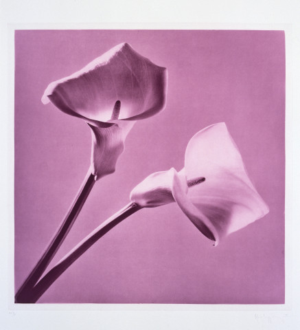 Robert Mapplethorpe Flowers, 1 (Purple Calla), 1983; MAP#G2010; photogravure; 61 x 76 cm; enquire