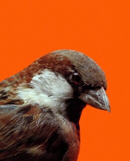 Michael Parekowhai Portrait of Elmer Keith #2, 2000-04; type c photograph; 125 x 101 cm; Edition of 10; enquire