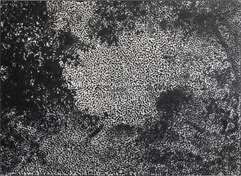 Daniel Boyd Untitled (SC), 2014; oil and archival glue on linen; 122 x 168 cm; enquire