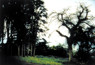 Bill Henson Untitled #100, 1998; CL SH 158 N27; Type C photograph; 104 x 154 cm; 127 x 180 cm (paper size); Edition of 5 + AP 2; enquire