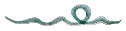 Bronwyn Oliver Curlicue, 1991; copper wire; 250 x 45 x 15 cm; enquire