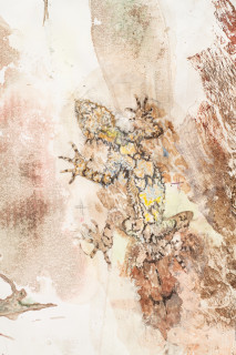 John Wolseley Mimesis - Leaf-tailed geckos on bark, moss and lichen I (detail), 2025; watercolour, graphite, charcoal, frottage and nature prints on paper; 80 x 200 cm; 97 x 221 cm (framed); enquire