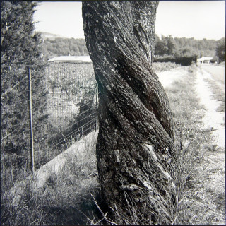 Bill Culbert Almond Tree, France, 2002; silver gelatin prints; 40.5 x 40.5 cm; Edition of 25; enquire