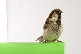 Michael Parekowhai Robert (Bob) Hayden Jr., 2004; sparrow, two pot paint, and aluminium; enquire