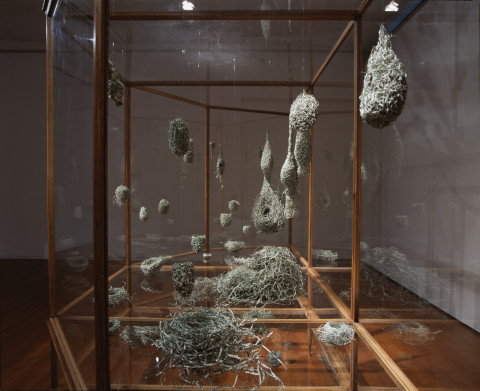 Fiona Hall Tender (detail), 2003-05; US dollars, wire, vitrines, vinyl lettering,; vitrine dimensions: 220 x 360 x 150cm; enquire