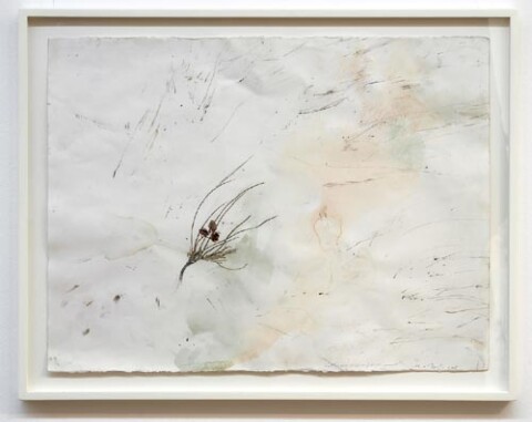 John Wolseley Night Parrot/Rattlepod Grevillea, 2005; watercolour, graphite, carbonised wood on paper; 66 x 85.5 cm; (frame size); enquire