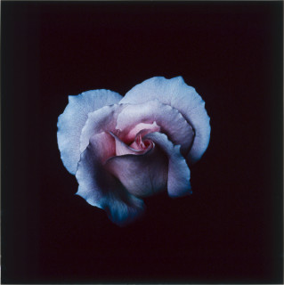 Anne MacDonald 4, 1993; from the series Ophelia; colour photograph; 35.5 x 35.5 cm; enquire