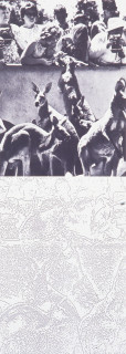 Ian Burn Systematically altered photograph: kangaroos, 1968; black and white photograph and photocopy on paper; 150 x 120 cm; enquire