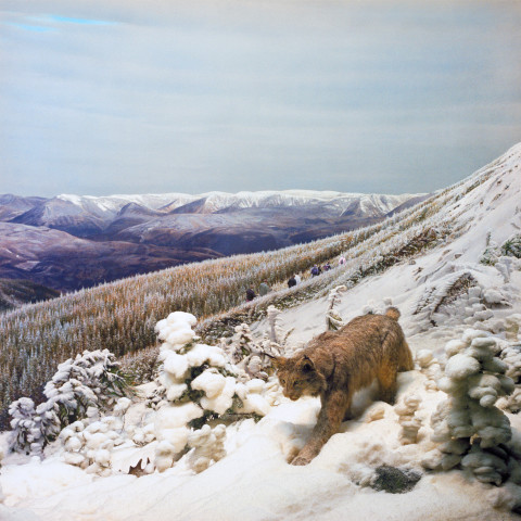 Anne Zahalka Lost Lynx, 2006; Ilfaflex Type C print; 80 x 80 cm; Edition of 10 + AP 2; enquire