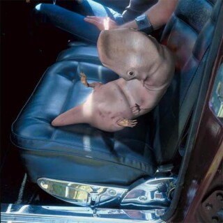 Patricia Piccinini Restless, 2000; from the series SO2 (Series 1); Type C colour photograph; 80 x 80 cm; Edition of 60; enquire