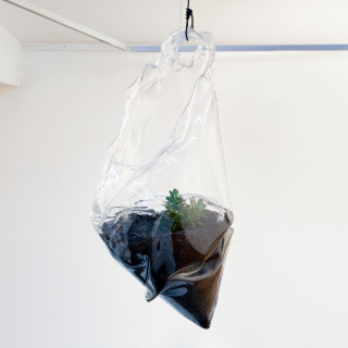 Mikala Dwyer Plant, 2009; dirt, money plant, PETG; 65 x 50 x 30 cm; enquire
