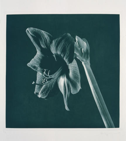 Robert Mapplethorpe Flowers, 10 (Green Amarylis), 1983; MAP#G2010; photogravure; 61 x 76 cm; enquire