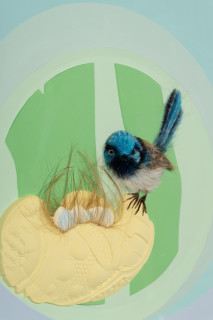 Patricia Piccinini Superb Fairy Wren (detail), 2025; silicone, fibreglass, hair; 57 x 57 cm; enquire
