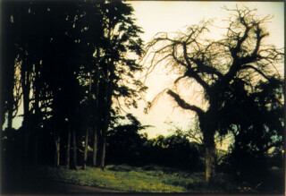 Bill Henson Untitled #81, 1998; CL SH 158 N27; Type C photograph; 104 x 154 cm; 127 x 180 cm (paper size); Edition of 5 + AP 2; enquire