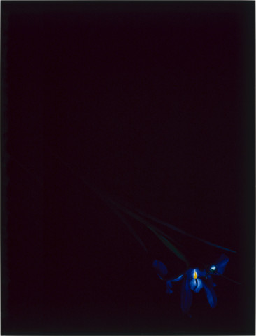 Anne MacDonald 14, 1993; from the series Ophelia; colour photograph; 90 x 71 cm; enquire