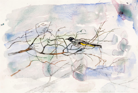 John Wolseley Wind from the West - New Holland Honeyeater, 2006; watercolour on paper; 64 x 81.5 cm; (frame size); enquire