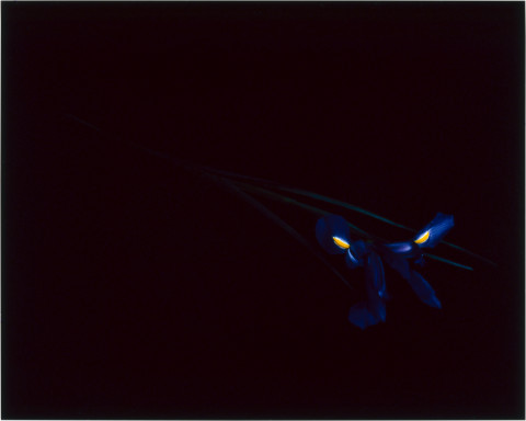 Anne MacDonald 13, 1993; from the series Ophelia; colour photograph; 60 x 75 cm; enquire