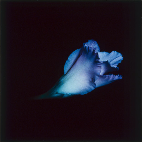 Anne MacDonald 31, 1993; from the series Ophelia; colour photograph; 30 x 30 cm; enquire