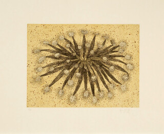 Fiona Hall Sundew, 2006; from the series Insectivorous; etching; 39.5 x 48 cm; Edition of 30; enquire