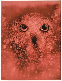David Noonan Owl, 2003; bleach on cotton drill; 41 x 30.5 cm; enquire