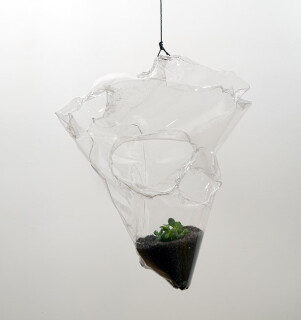 Mikala Dwyer Plant, 2009; dirt, money plant, PETG; 80 x 65 x 30 cm; enquire