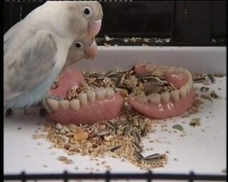 Julie Rrap Love Bird Teeth, 1999; duration 4:04 minutes; Edition of 9; enquire