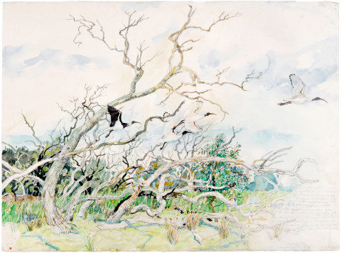 John Wolseley Ibis following rain, Old Dromana, 2009; watercolour on paper; 55.5 x 76 cm; enquire