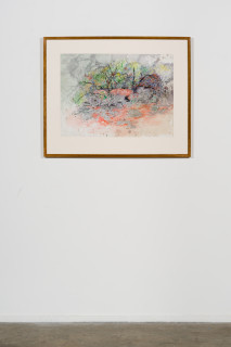installation view; John Wolseley Ngurra - Dwelling; Great Desert Skink - Watikinpirri, 2024; watercolour and graphite on paper; 55 x 74 cm; 80 x 98 cm (framed); enquire