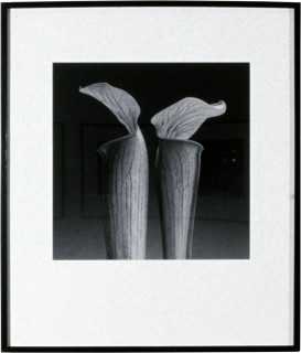 Robert Mapplethorpe Double Jack in the Pulpit, 1988; MAP#1880; silver gelatin print; 51 x 61 cm; enquire