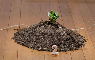 Mikala Dwyer 2, 2009; succulent, dirt; 55 x 55 x 25 cm; enquire