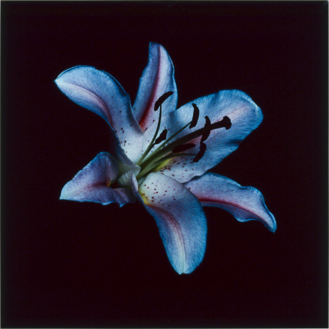 Anne MacDonald 28, 1993; from the series Ophelia; colour photograph; 39 x 39 cm; enquire