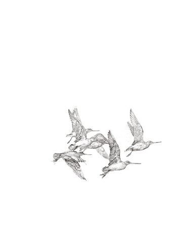 John Wolseley Godwits in flight, 2010; graphite on paper; 65 x 57 cm; enquire