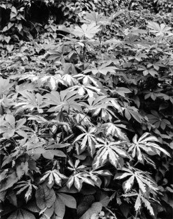 Simryn Gill #5, 1996-98; Silver gelatin photograph; 120 x 95 cm; Set of 16 images, edition of 15; Edition of 15; enquire