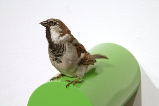 Michael Parekowhai Bill Jordan, 2004; sparrow, two pot paint, and aluminium; 19 x 13 x 20 cm; enquire