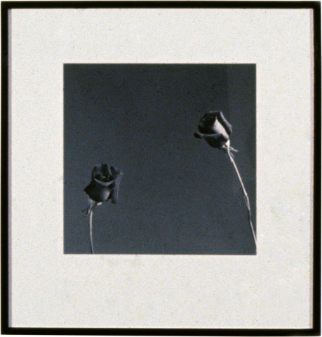 Robert Mapplethorpe Rose, 1982; MAP#818; silver gelatin print; 40.5 x 51 cm; enquire