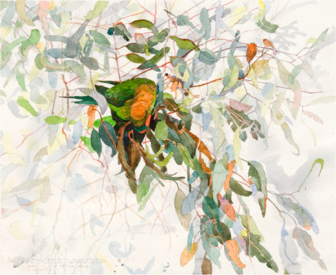 John Wolseley Musk Lorikeet 2 - Whipstick Forest, 2006; watercolour on paper; 69.5 x 79 cm; (frame size); enquire