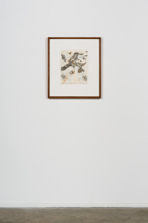 installation view; John Wolseley Forest Kingfisher with Symbiotic Moths and Beetles, 2025; etching; 35 x 28 cm; 65 x 57 cm (framed); Edition of 20; enquire