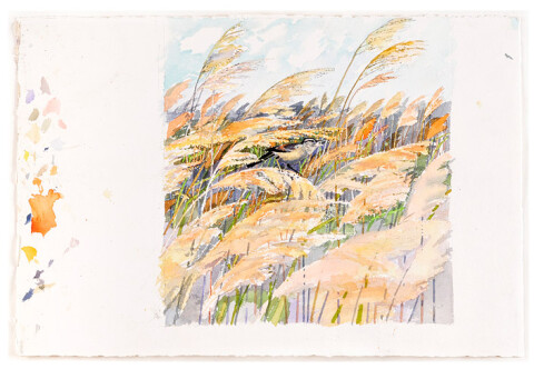 John Wolseley Japanese Bush Warbler in Rushes, 1989-2009; watercolour on paper; 37 x 35.5 cm; enquire