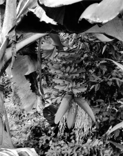 Simryn Gill #11, 1996-98; Silver gelatin photograph; 120 x 95 cm; Set of 16 images, edition of 15; Edition of 15; enquire