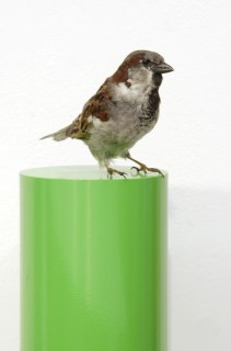 Michael Parekowhai Alex Hamilton, 2004; sparrow, two pot paint, and aluminium; 78 x 13 x 10 cm; enquire