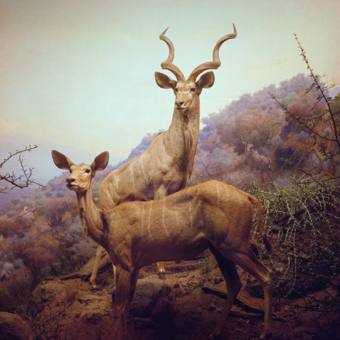 Anne Zahalka Deer Hunter, 2006; Ilfaflex Type C print; 80 x 80 cm; Edition of 10 + AP 2; enquire